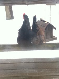 how one keeps occupied in winter with no television. (yes, it's a bird-feeder. yes, those are birds. but no.)