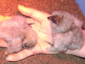 silkies are pretty high strung, right?