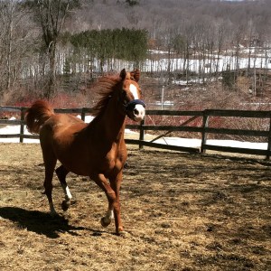 a running chestnut arabian stallion