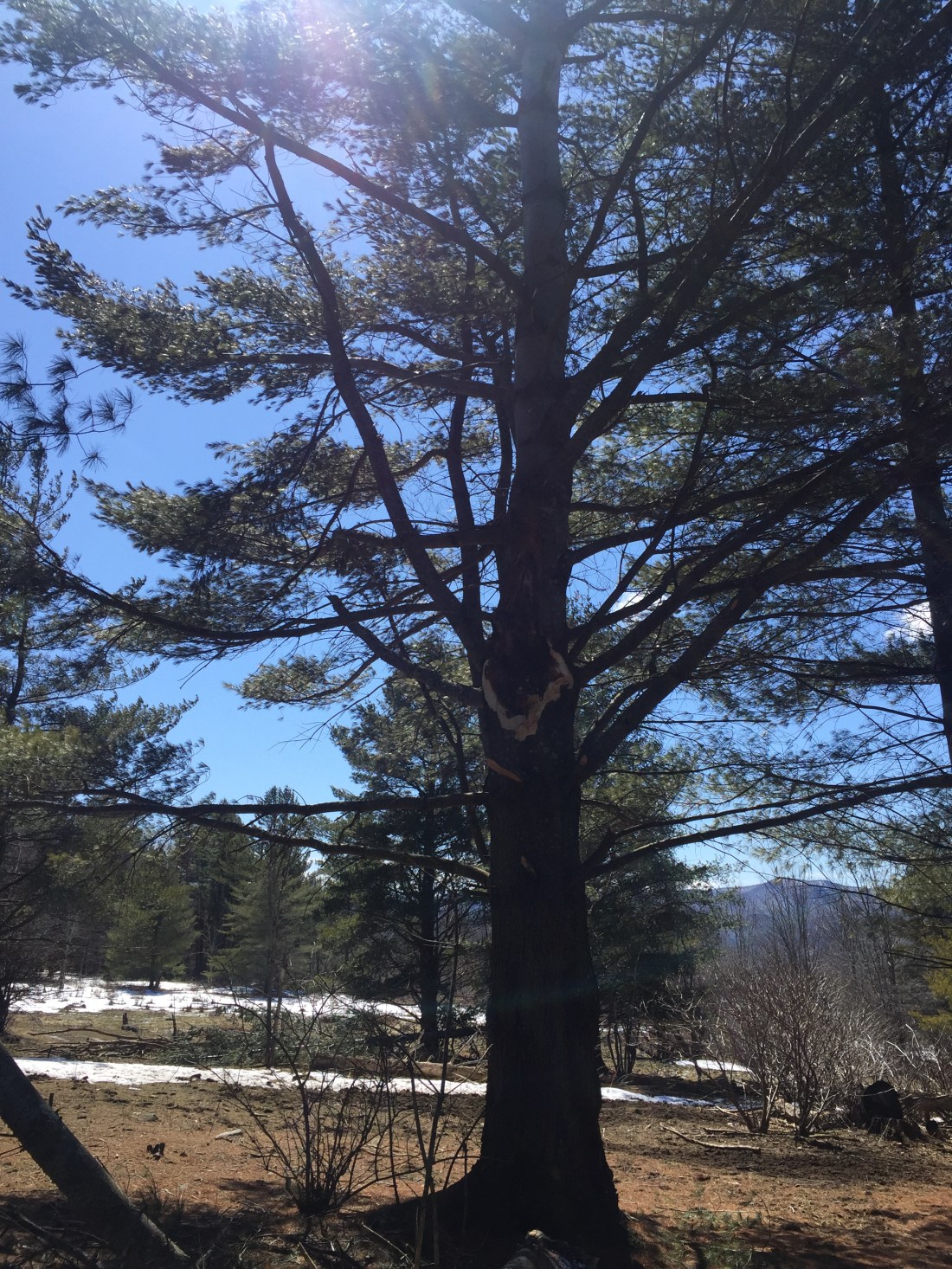 pine tree with a large scar on its trunk where a limb broke off