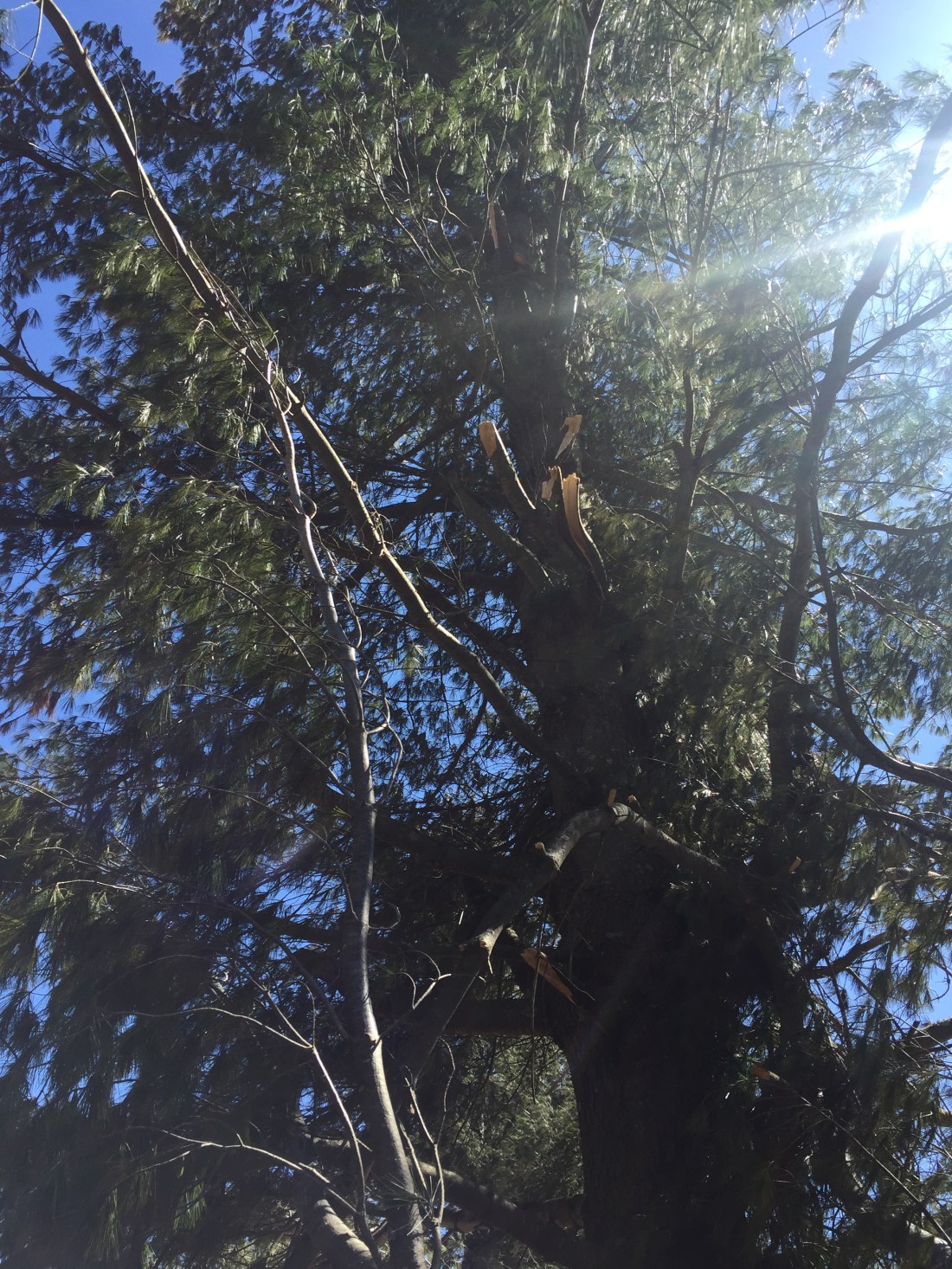 a standing pine tree on which all the branches on one side are broken