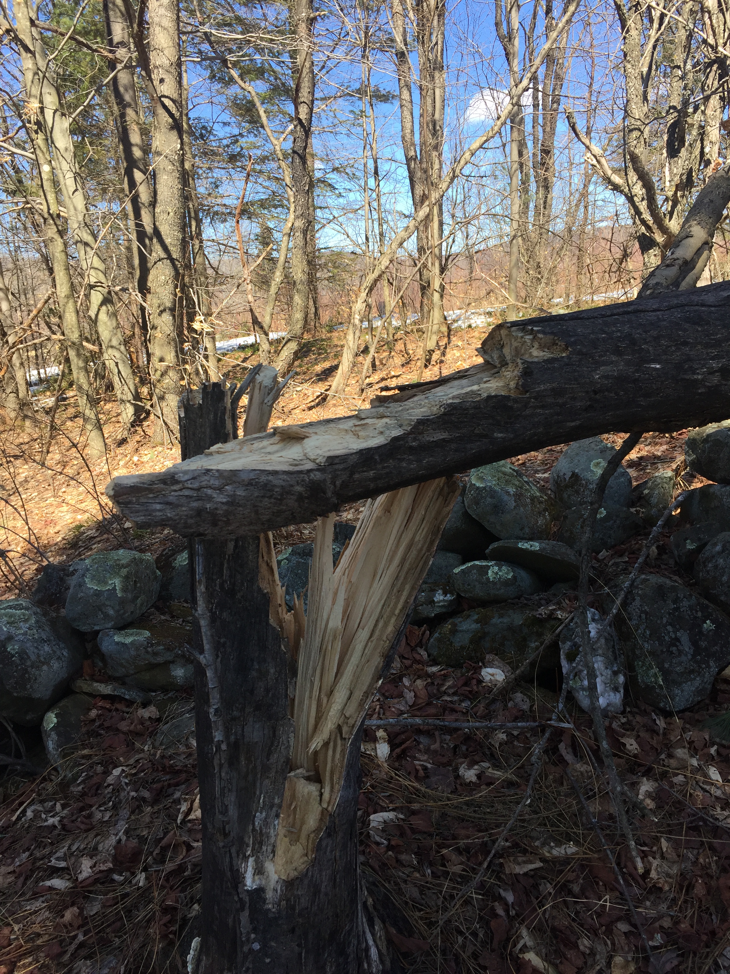 a tree is shown broken off near the base of the trunk with splintering