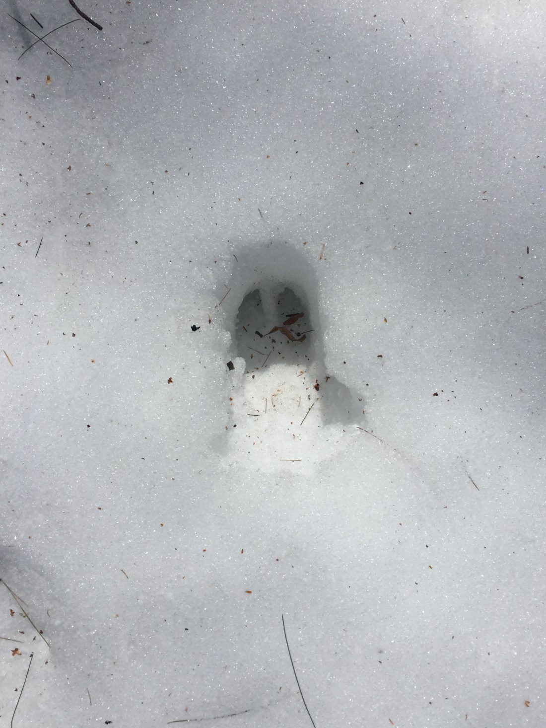 deer track in hard crusty snow