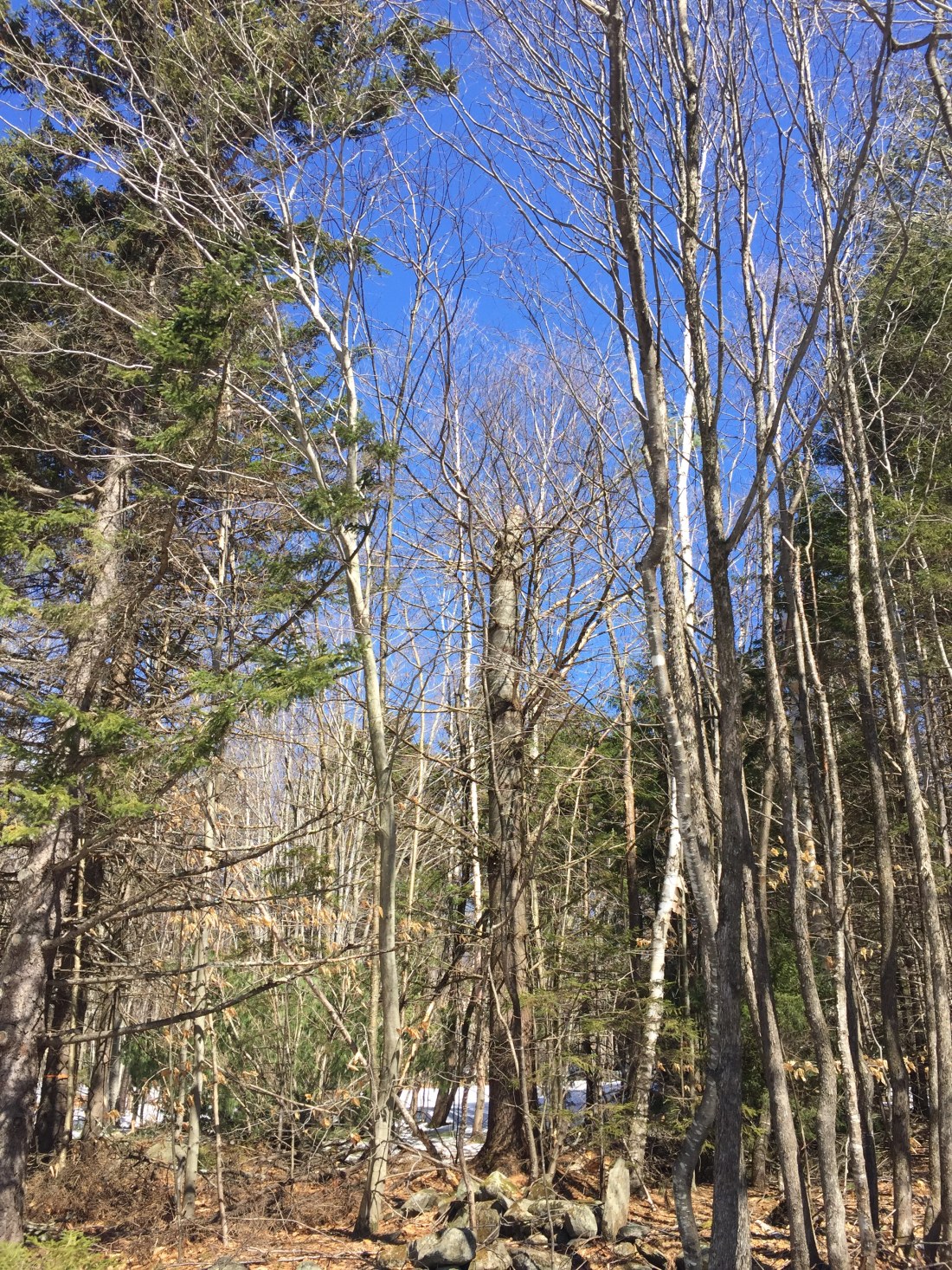 a view through the woods that shows a tall pine trunk with no top. the top is on the ground next to it, but difficult to see