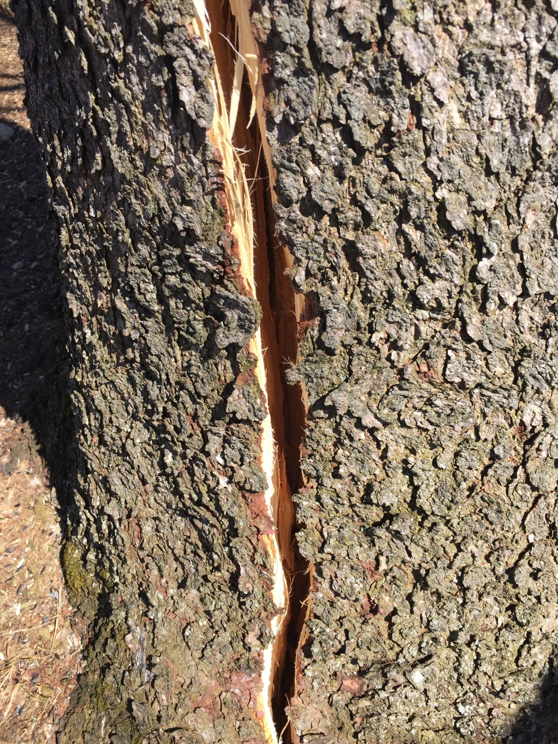 a deep vertical crack in the trunk of a standing tree